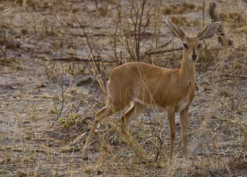 Antílope Steenbok - parque nacional de Bwabwata - Namibia 1.jpg